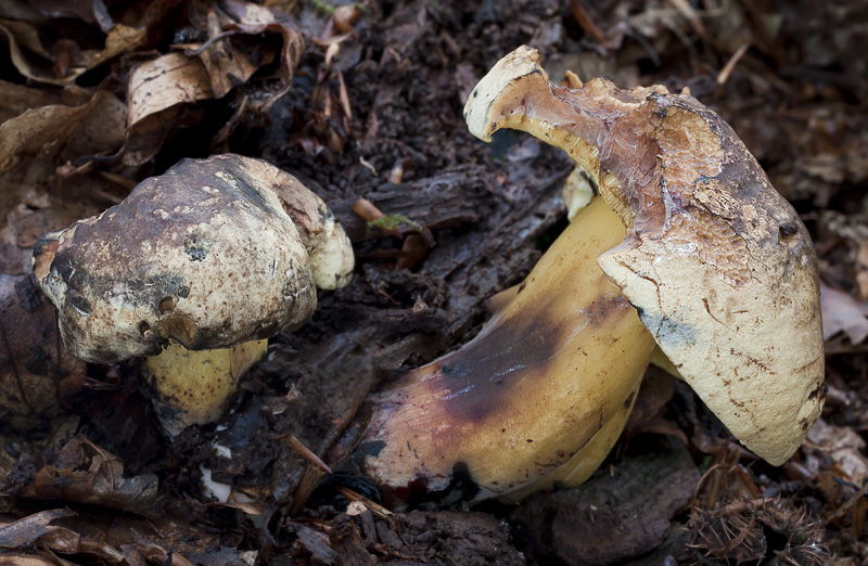 Boletus pulverulentus